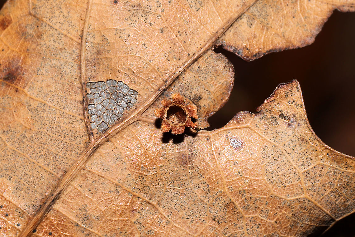 Polystepha globosa? On a red (or scarlet) oak leaf, near the underside veins. There were several of this shape on different leaves. I'm guessing an old, split open Polystepha globosa? <br />
<figure class="photo"><a href="https://www.jungledragon.com/image/105902/polystepha_globosa.html" title="Polystepha globosa?"><img src="https://s3.amazonaws.com/media.jungledragon.com/images/3231/105902_thumb.jpg?AWSAccessKeyId=05GMT0V3GWVNE7GGM1R2&Expires=1770854410&Signature=G625l7xU2Af2z0L31qCIDIlgWyU%3D" width="200" height="134" alt="Polystepha globosa? On a red (or scarlet) oak leaf, near the underside veins. There were several of this shape on different leaves. I'm guessing an old, split open Polystepha globosa?<br />
https://www.jungledragon.com/image/105901/polystepha_globosa.html Fall,Geotagged,Polystepha globosa,United States" /></a></figure> Fall,Geotagged,Polystepha globosa,United States
