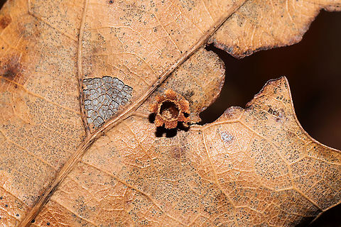 Polystepha globosa? On a red (or scarlet) oak leaf, near the underside veins. There were several of this shape on different leaves. I'm guessing an old, split open Polystepha globosa? 
https://www.jungledragon.com/image/105902/polystepha_globosa.html Fall,Geotagged,Polystepha globosa,United States