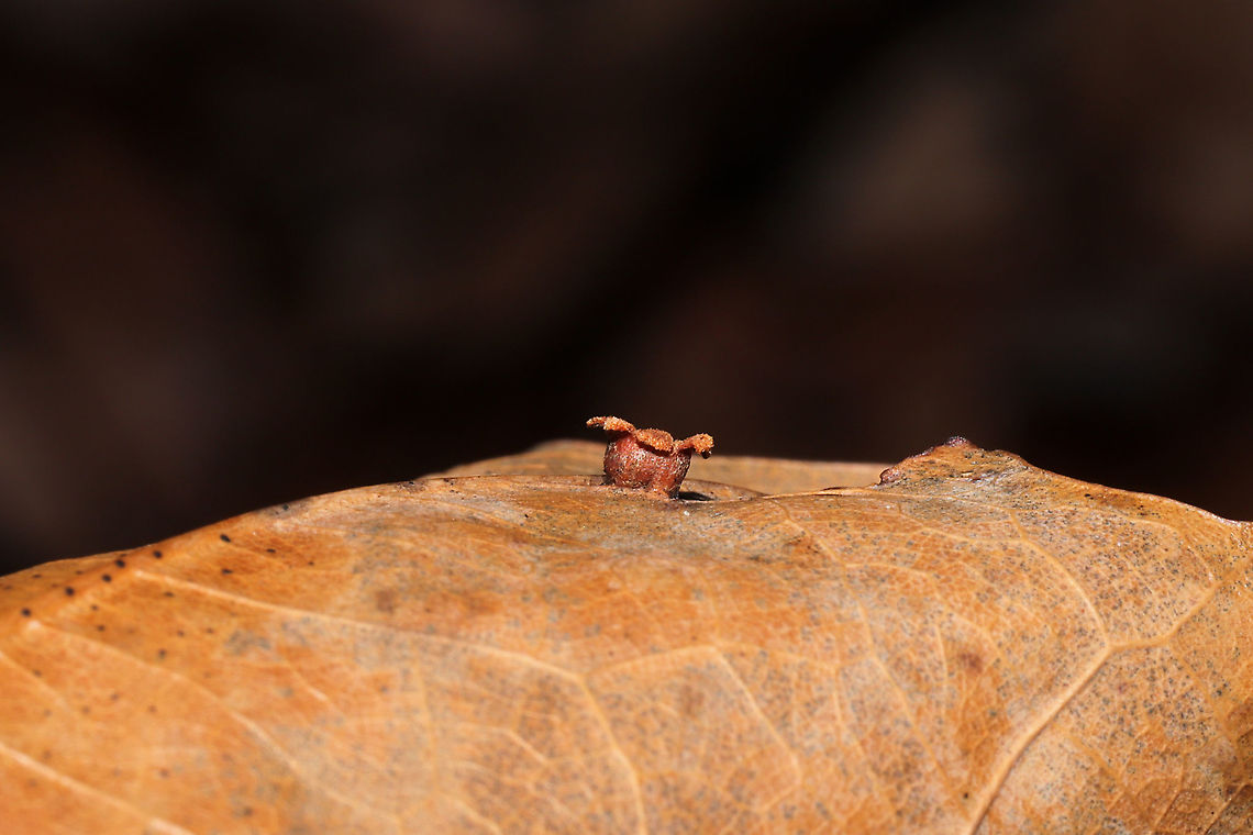 Polystepha globosa? On a red (or scarlet) oak leaf, near the underside veins. There were several of this shape on different leaves. I'm guessing an old, split open Polystepha globosa?<br />
<figure class="photo"><a href="https://www.jungledragon.com/image/105901/polystepha_globosa.html" title="Polystepha globosa?"><img src="https://s3.amazonaws.com/media.jungledragon.com/images/3231/105901_thumb.jpg?AWSAccessKeyId=05GMT0V3GWVNE7GGM1R2&Expires=1770854410&Signature=746z2G%2FMmxtgkRICLbTyCwbfC9k%3D" width="200" height="134" alt="Polystepha globosa? On a red (or scarlet) oak leaf, near the underside veins. There were several of this shape on different leaves. I'm guessing an old, split open Polystepha globosa? <br />
https://www.jungledragon.com/image/105902/polystepha_globosa.html Fall,Geotagged,Polystepha globosa,United States" /></a></figure> Fall,Geotagged,Polystepha globosa,United States