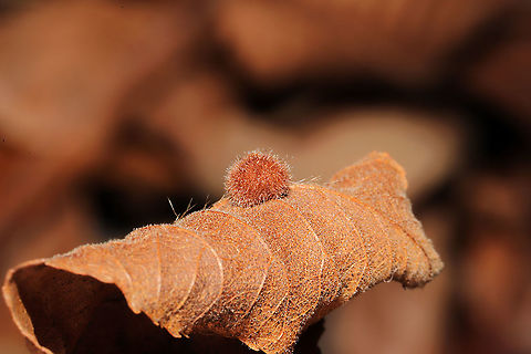 Caryomyia holotricha On a hickory leaf at a dense mixed forest edge.
https://www.jungledragon.com/image/105904/caryomyia_holotricha.html Caryomyia holotricha,Fall,Geotagged,United States