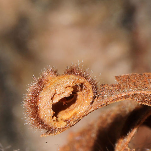 Caryomyia holotricha Cross-Section On a hickory leaf at a dense mixed forest edge.
https://www.jungledragon.com/image/105903/caryomyia_holotricha.html Caryomyia holotricha,Fall,Geotagged,United States