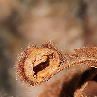 Caryomyia holotricha Cross-Section On a hickory leaf at a dense mixed forest edge.<br />
https://www.jungledragon.com/image/105903/caryomyia_holotricha.html Caryomyia holotricha,Fall,Geotagged,United States