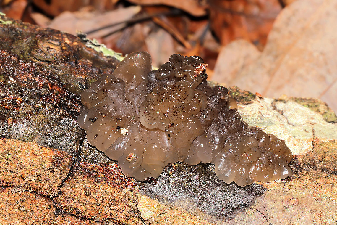 Crystal Brain Fungus (Myxarium nucleatum) On the underside of a hardwood log at a dense mixed forest edge.<br />
<figure class="photo"><a href="https://www.jungledragon.com/image/105906/crystal_brain_fungus_myxarium_nucleatum.html" title="Crystal Brain Fungus (Myxarium nucleatum)"><img src="https://s3.amazonaws.com/media.jungledragon.com/images/3231/105906_thumb.jpg?AWSAccessKeyId=05GMT0V3GWVNE7GGM1R2&Expires=1770854410&Signature=emiICBQP0t01yvgvxnUUknfH%2Fm8%3D" width="200" height="134" alt="Crystal Brain Fungus (Myxarium nucleatum) On the underside of a hardwood log at a dense mixed forest edge.<br />
https://www.jungledragon.com/image/105905/crystal_brain_fungus_myxarium_nucleatum.html Fall,Geotagged,Myxarium nucleatum,United States" /></a></figure> Fall,Geotagged,Myxarium nucleatum,United States