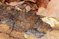 Crystal Brain Fungus (Myxarium nucleatum) On the underside of a hardwood log at a dense mixed forest edge.<br />
https://www.jungledragon.com/image/105906/crystal_brain_fungus_myxarium_nucleatum.html Fall,Geotagged,Myxarium nucleatum,United States