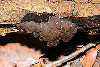 Crystal Brain Fungus (Myxarium nucleatum) On the underside of a hardwood log at a dense mixed forest edge.<br />
https://www.jungledragon.com/image/105905/crystal_brain_fungus_myxarium_nucleatum.html Fall,Geotagged,Myxarium nucleatum,United States