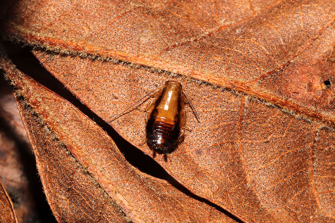 Unknown Cockroach Crawling on a hickory leaf at a dense mixed forest edge.<br />
 Fall,Geotagged,United States