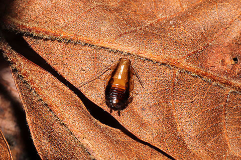 Unknown Cockroach Crawling on a hickory leaf at a dense mixed forest edge.
 Fall,Geotagged,United States