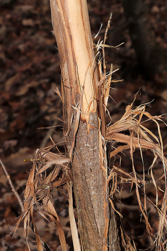 White-tailed Deer (Odocoileus virginianus) Rub At a dense mixed forest edge. Signs of the rutting season. <br />
<br />
A male deer will initially rub his antlers and forehead on shrubs and small trees like this one in order to deposit his scent (with the preorbital gland or mouth). Following this initial rub, multiple does and bucks will use this same rub up until the rutting season peaks. This behavior usually occurs at night. Fall,Geotagged,United States