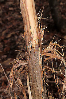 White-tailed Deer (Odocoileus virginianus) Rub At a dense mixed forest edge. Signs of the rutting season. 

A male deer will initially rub his antlers and forehead on shrubs and small trees like this one in order to deposit his scent (with the preorbital gland or mouth). Following this initial rub, multiple does and bucks will use this same rub up until the rutting season peaks. This behavior usually occurs at night. Fall,Geotagged,United States