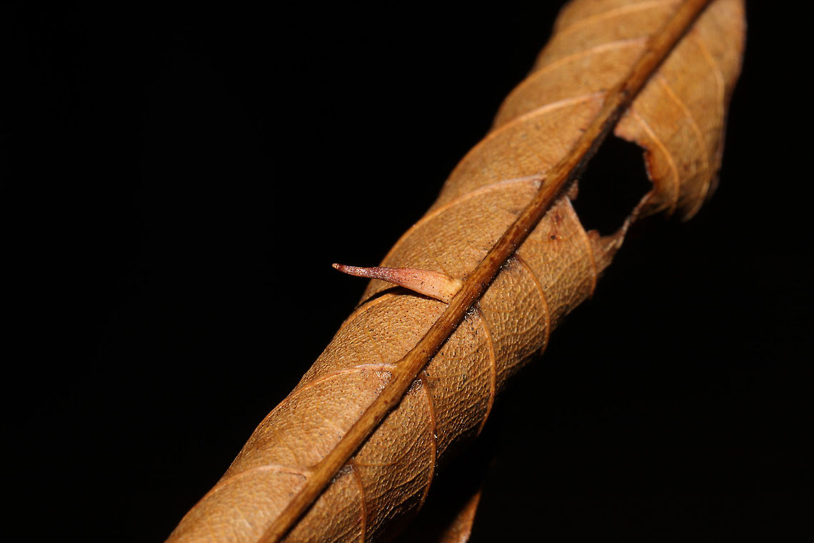 Hickory Supine Squash Gall Midge (Caryomyia supina) On a hickory leaf at a dense mixed forest edge.<br />
<figure class="photo"><a href="https://www.jungledragon.com/image/105982/hickory_supine_squash_gall_midge_caryomyia_supina.html" title="Hickory Supine Squash Gall Midge (Caryomyia supina)"><img src="https://s3.amazonaws.com/media.jungledragon.com/images/3231/105982_thumb.jpg?AWSAccessKeyId=05GMT0V3GWVNE7GGM1R2&Expires=1763596810&Signature=OpQwyf9r8WpLkMIszPO1OkvbQtM%3D" width="200" height="134" alt="Hickory Supine Squash Gall Midge (Caryomyia supina) On a hickory leaf at a dense mixed forest edge.<br />
https://www.jungledragon.com/image/105981/hickory_supine_squash_gall_midge_caryomyia_supina.html Caryomyia supina,Fall,Geotagged,Hickory Supine Squash Gall Midge,United States" /></a></figure> Caryomyia supina,Fall,Geotagged,Hickory Supine Squash Gall Midge,United States