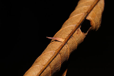 Hickory Supine Squash Gall Midge (Caryomyia supina) On a hickory leaf at a dense mixed forest edge.
https://www.jungledragon.com/image/105982/hickory_supine_squash_gall_midge_caryomyia_supina.html Caryomyia supina,Fall,Geotagged,Hickory Supine Squash Gall Midge,United States