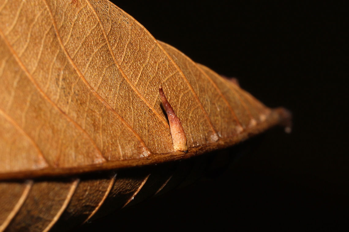 Hickory Supine Squash Gall Midge (Caryomyia supina) On a hickory leaf at a dense mixed forest edge.<br />
<figure class="photo"><a href="https://www.jungledragon.com/image/105981/hickory_supine_squash_gall_midge_caryomyia_supina.html" title="Hickory Supine Squash Gall Midge (Caryomyia supina)"><img src="https://s3.amazonaws.com/media.jungledragon.com/images/3231/105981_thumb.jpg?AWSAccessKeyId=05GMT0V3GWVNE7GGM1R2&Expires=1759968010&Signature=dtWKcG1Ex0Aj%2Bk0l8waxA2kdqNA%3D" width="200" height="134" alt="Hickory Supine Squash Gall Midge (Caryomyia supina) On a hickory leaf at a dense mixed forest edge.<br />
https://www.jungledragon.com/image/105982/hickory_supine_squash_gall_midge_caryomyia_supina.html Caryomyia supina,Fall,Geotagged,Hickory Supine Squash Gall Midge,United States" /></a></figure> Caryomyia supina,Fall,Geotagged,Hickory Supine Squash Gall Midge,United States
