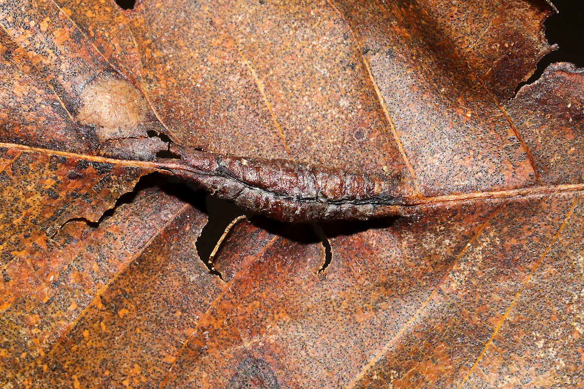 Caryadiplosis venicola On a hickory leaf vein at the edge of a dense mixed forest.<br />
<figure class="photo"><a href="https://www.jungledragon.com/image/105985/caryadiplosis_venicola_cross-section.html" title="Caryadiplosis venicola Cross-section"><img src="https://s3.amazonaws.com/media.jungledragon.com/images/3231/105985_thumb.jpg?AWSAccessKeyId=05GMT0V3GWVNE7GGM1R2&Expires=1759968010&Signature=YnWqGRNz3Gj6eGui2BgqLGe%2FlVQ%3D" width="200" height="200" alt="Caryadiplosis venicola Cross-section On a hickory leaf vein at the edge of a dense mixed forest.<br />
https://www.jungledragon.com/image/105984/caryadiplosis_venicola.html Caryadiplosis venicola,Fall,Geotagged,United States" /></a></figure> Caryadiplosis venicola,Fall,Geotagged,United States