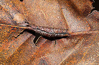 Caryadiplosis venicola On a hickory leaf vein at the edge of a dense mixed forest.<br />
https://www.jungledragon.com/image/105985/caryadiplosis_venicola_cross-section.html Caryadiplosis venicola,Fall,Geotagged,United States