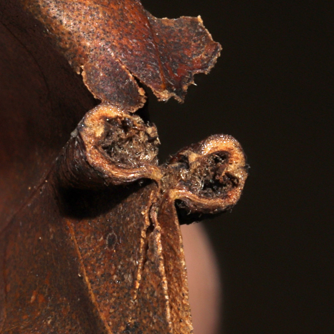 Caryadiplosis venicola Cross-section On a hickory leaf vein at the edge of a dense mixed forest.<br />
<figure class="photo"><a href="https://www.jungledragon.com/image/105984/caryadiplosis_venicola.html" title="Caryadiplosis venicola"><img src="https://s3.amazonaws.com/media.jungledragon.com/images/3231/105984_thumb.jpg?AWSAccessKeyId=05GMT0V3GWVNE7GGM1R2&Expires=1767225610&Signature=tm5IN3kI2BPjVus6OGoxYUeHsaA%3D" width="200" height="134" alt="Caryadiplosis venicola On a hickory leaf vein at the edge of a dense mixed forest.<br />
https://www.jungledragon.com/image/105985/caryadiplosis_venicola_cross-section.html Caryadiplosis venicola,Fall,Geotagged,United States" /></a></figure> Caryadiplosis venicola,Fall,Geotagged,United States