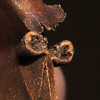 Caryadiplosis venicola Cross-section On a hickory leaf vein at the edge of a dense mixed forest.<br />
https://www.jungledragon.com/image/105984/caryadiplosis_venicola.html Caryadiplosis venicola,Fall,Geotagged,United States