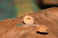 Caryomyia spherica Cross-Section On a hickory leaf at a dense mixed forest edge. This centralized larval chamber surrounded by thick, woody walls is a key feature of this species.<br />
https://www.jungledragon.com/image/105987/caryomyia_spherica.html Caryomyia spherica,Fall,Geotagged,United States