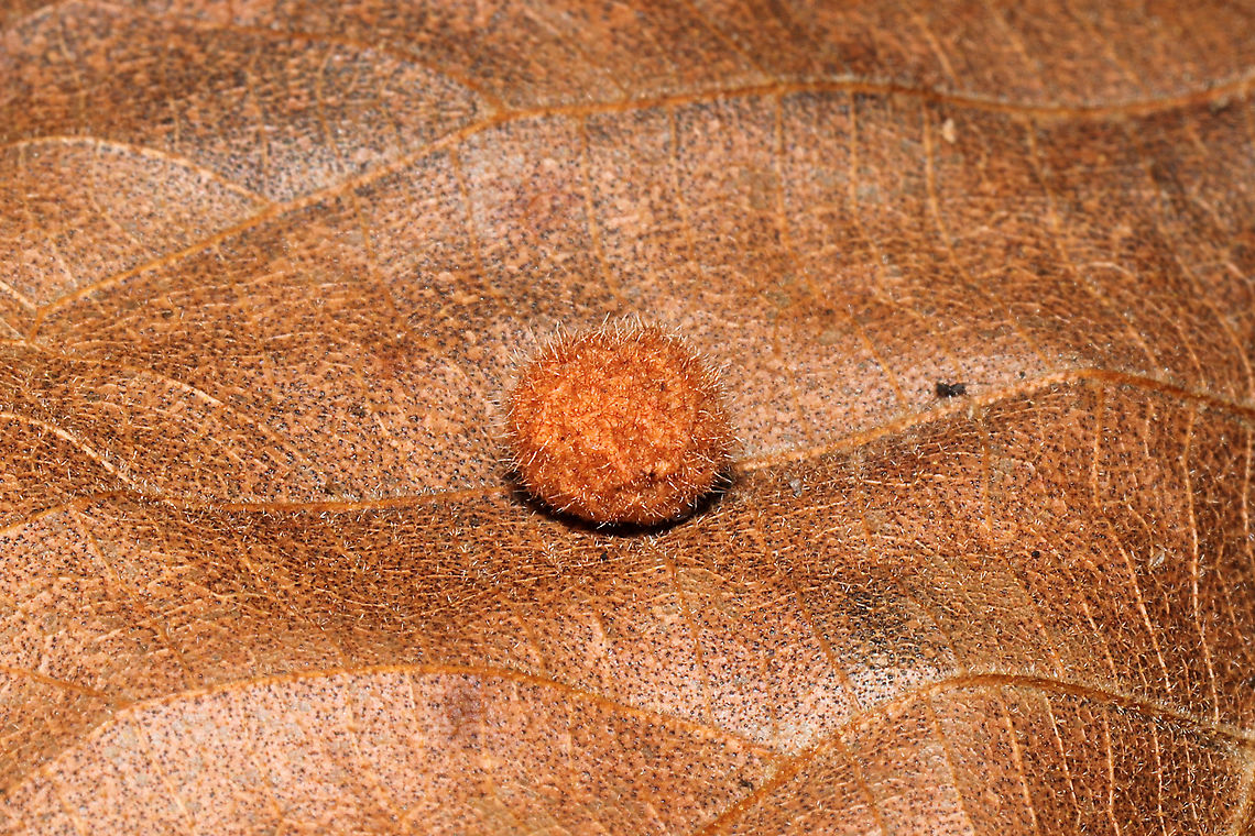Caryomyia spherica On a hickory leaf at a dense mixed forest edge. <br />
<br />
Seen in the other shot:<br />
The centralized larval chamber surrounded by thick, woody walls is a key feature of this species. <br />
<figure class="photo"><a href="https://www.jungledragon.com/image/105986/caryomyia_spherica_cross-section.html" title="Caryomyia spherica Cross-Section"><img src="https://s3.amazonaws.com/media.jungledragon.com/images/3231/105986_thumb.jpg?AWSAccessKeyId=05GMT0V3GWVNE7GGM1R2&Expires=1767225610&Signature=x47nvpqY6JJP1lh2Z%2BI1qnInYfk%3D" width="200" height="134" alt="Caryomyia spherica Cross-Section On a hickory leaf at a dense mixed forest edge. This centralized larval chamber surrounded by thick, woody walls is a key feature of this species.<br />
https://www.jungledragon.com/image/105987/caryomyia_spherica.html Caryomyia spherica,Fall,Geotagged,United States" /></a></figure> Caryomyia spherica,Fall,Geotagged,United States