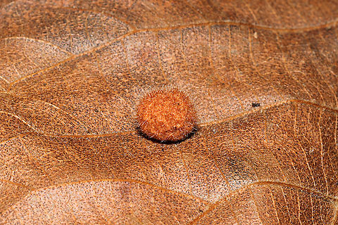 Caryomyia spherica On a hickory leaf at a dense mixed forest edge. 

Seen in the other shot:
The centralized larval chamber surrounded by thick, woody walls is a key feature of this species. 
https://www.jungledragon.com/image/105986/caryomyia_spherica_cross-section.html Caryomyia spherica,Fall,Geotagged,United States
