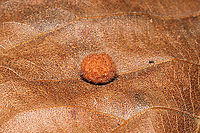 Caryomyia spherica On a hickory leaf at a dense mixed forest edge. <br />
<br />
Seen in the other shot:<br />
The centralized larval chamber surrounded by thick, woody walls is a key feature of this species. <br />
https://www.jungledragon.com/image/105986/caryomyia_spherica_cross-section.html Caryomyia spherica,Fall,Geotagged,United States