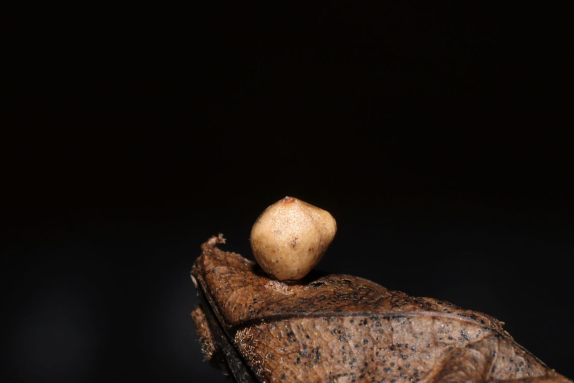 Hickory Sticky Globe Gall Midge (Caryomyia caryae) On a hickory leaf at a dense mixed forest edge.<br />
<figure class="photo"><a href="https://www.jungledragon.com/image/105991/hickory_sticky_globe_gall_midge_caryomyia_caryae.html" title="Hickory Sticky Globe Gall Midge (Caryomyia caryae)"><img src="https://s3.amazonaws.com/media.jungledragon.com/images/3231/105991_thumb.jpg?AWSAccessKeyId=05GMT0V3GWVNE7GGM1R2&Expires=1770854410&Signature=NvWDR0%2Bs%2B%2Bw2gpZYTIszkOHH9sQ%3D" width="200" height="134" alt="Hickory Sticky Globe Gall Midge (Caryomyia caryae) On a hickory leaf at a dense mixed forest edge. <br />
https://www.jungledragon.com/image/105992/hickory_sticky_globe_gall_midge_caryomyia_caryae_cross-section.html<br />
https://www.jungledragon.com/image/105990/hickory_sticky_globe_gall_midge_caryomyia_caryae.html Caryomyia caryae,Fall,Geotagged,Hickory Sticky Globe Gall,United States" /></a></figure><br />
<figure class="photo"><a href="https://www.jungledragon.com/image/105992/hickory_sticky_globe_gall_midge_caryomyia_caryae_cross-section.html" title="Hickory Sticky Globe Gall Midge (Caryomyia caryae) Cross-Section"><img src="https://s3.amazonaws.com/media.jungledragon.com/images/3231/105992_thumb.jpg?AWSAccessKeyId=05GMT0V3GWVNE7GGM1R2&Expires=1770854410&Signature=sW25th7Xi1vuogbxIBEungHiIO4%3D" width="200" height="134" alt="Hickory Sticky Globe Gall Midge (Caryomyia caryae) Cross-Section On a hickory leaf at a dense mixed forest edge. <br />
https://www.jungledragon.com/image/105991/hickory_sticky_globe_gall_midge_caryomyia_caryae.html<br />
https://www.jungledragon.com/image/105990/hickory_sticky_globe_gall_midge_caryomyia_caryae.html Caryomyia caryae,Fall,Geotagged,Hickory Sticky Globe Gall,United States" /></a></figure> Caryomyia caryae,Fall,Geotagged,Hickory Sticky Globe Gall,United States
