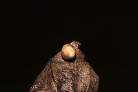 Hickory Sticky Globe Gall Midge (Caryomyia caryae) On a hickory leaf at a dense mixed forest edge. <br />
https://www.jungledragon.com/image/105992/hickory_sticky_globe_gall_midge_caryomyia_caryae_cross-section.html<br />
https://www.jungledragon.com/image/105990/hickory_sticky_globe_gall_midge_caryomyia_caryae.html Caryomyia caryae,Fall,Geotagged,Hickory Sticky Globe Gall,United States