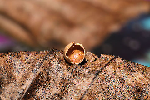 Hickory Sticky Globe Gall Midge (Caryomyia caryae) Cross-Section On a hickory leaf at a dense mixed forest edge. 
https://www.jungledragon.com/image/105991/hickory_sticky_globe_gall_midge_caryomyia_caryae.html
https://www.jungledragon.com/image/105990/hickory_sticky_globe_gall_midge_caryomyia_caryae.html Caryomyia caryae,Fall,Geotagged,Hickory Sticky Globe Gall,United States