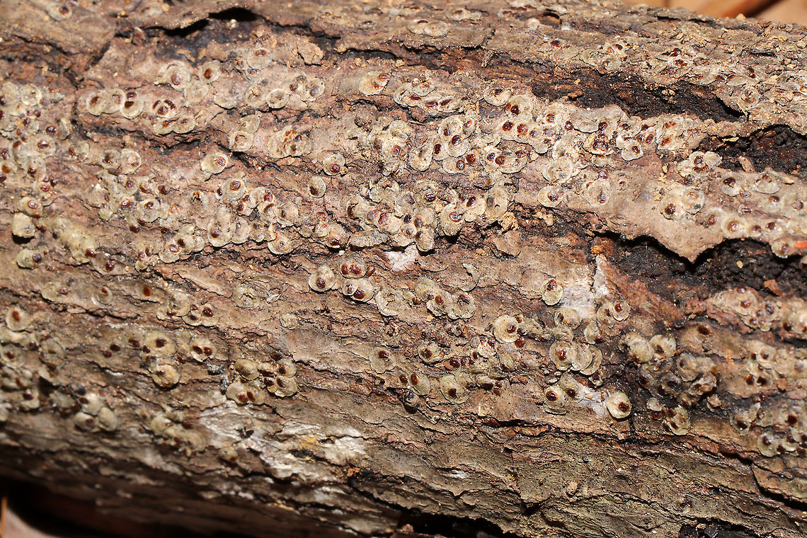 Armored Scale Insects (Family Diaspididae) At a complete loss on what this might be. Flaky, scale-like stuff on rotting, moist logs near a mixed forest edge. Mostly likely on oak or hickory. <br />
<figure class="photo"><a href="https://www.jungledragon.com/image/105994/armored_scale_insects_family_diaspididae.html" title="Armored Scale Insects (Family Diaspididae)"><img src="https://s3.amazonaws.com/media.jungledragon.com/images/3231/105994_thumb.jpg?AWSAccessKeyId=05GMT0V3GWVNE7GGM1R2&Expires=1759968010&Signature=XyQ5HtEBQms%2BcPRjlbNOEcMo6Wk%3D" width="200" height="134" alt="Armored Scale Insects (Family Diaspididae) At a complete loss on what this might be. Flaky, scale-like stuff on rotting, moist logs near a mixed forest edge. Mostly likely on oak or hickory. <br />
https://www.jungledragon.com/image/105993/unknown_insect_scale.html<br />
https://www.jungledragon.com/image/105995/unknown_insect_scale.html Fall,Geotagged,United States" /></a></figure><br />
<figure class="photo"><a href="https://www.jungledragon.com/image/105995/armored_scale_insects_family_diaspididae.html" title="Armored Scale Insects (Family Diaspididae)"><img src="https://s3.amazonaws.com/media.jungledragon.com/images/3231/105995_thumb.jpg?AWSAccessKeyId=05GMT0V3GWVNE7GGM1R2&Expires=1759968010&Signature=M4ZLOntI9RWlyeU9xL5pWxuX82Y%3D" width="200" height="134" alt="Armored Scale Insects (Family Diaspididae) At a complete loss on what this might be. Flaky, scale-like stuff on rotting, moist logs near a mixed forest edge. Mostly likely on oak or hickory.<br />
https://www.jungledragon.com/image/105993/unknown_insect_scale.html<br />
https://www.jungledragon.com/image/105994/unknown_insect_scale.html Fall,Geotagged,United States" /></a></figure> Fall,Geotagged,United States