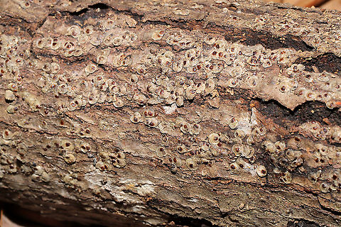 Armored Scale Insects (Family Diaspididae) At a complete loss on what this might be. Flaky, scale-like stuff on rotting, moist logs near a mixed forest edge. Mostly likely on oak or hickory. 
https://www.jungledragon.com/image/105994/unknown_insect_scale.html
https://www.jungledragon.com/image/105995/unknown_insect_scale.html Fall,Geotagged,United States