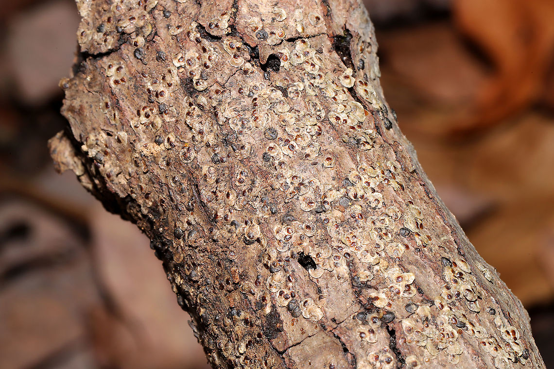 Armored Scale Insects (Family Diaspididae) At a complete loss on what this might be. Flaky, scale-like stuff on rotting, moist logs near a mixed forest edge. Mostly likely on oak or hickory. <br />
<figure class="photo"><a href="https://www.jungledragon.com/image/105993/armored_scale_insects_family_diaspididae.html" title="Armored Scale Insects (Family Diaspididae)"><img src="https://s3.amazonaws.com/media.jungledragon.com/images/3231/105993_thumb.jpg?AWSAccessKeyId=05GMT0V3GWVNE7GGM1R2&Expires=1765411210&Signature=VcE4o%2B%2FkDZdPiqwbySvdtYH44SM%3D" width="200" height="134" alt="Armored Scale Insects (Family Diaspididae) At a complete loss on what this might be. Flaky, scale-like stuff on rotting, moist logs near a mixed forest edge. Mostly likely on oak or hickory. <br />
https://www.jungledragon.com/image/105994/unknown_insect_scale.html<br />
https://www.jungledragon.com/image/105995/unknown_insect_scale.html Fall,Geotagged,United States" /></a></figure><br />
<figure class="photo"><a href="https://www.jungledragon.com/image/105995/armored_scale_insects_family_diaspididae.html" title="Armored Scale Insects (Family Diaspididae)"><img src="https://s3.amazonaws.com/media.jungledragon.com/images/3231/105995_thumb.jpg?AWSAccessKeyId=05GMT0V3GWVNE7GGM1R2&Expires=1765411210&Signature=uulI6J893NkFtlaD4AN462t3zpQ%3D" width="200" height="134" alt="Armored Scale Insects (Family Diaspididae) At a complete loss on what this might be. Flaky, scale-like stuff on rotting, moist logs near a mixed forest edge. Mostly likely on oak or hickory.<br />
https://www.jungledragon.com/image/105993/unknown_insect_scale.html<br />
https://www.jungledragon.com/image/105994/unknown_insect_scale.html Fall,Geotagged,United States" /></a></figure> Fall,Geotagged,United States
