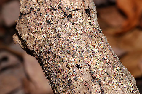 Armored Scale Insects (Family Diaspididae) At a complete loss on what this might be. Flaky, scale-like stuff on rotting, moist logs near a mixed forest edge. Mostly likely on oak or hickory. 
https://www.jungledragon.com/image/105993/unknown_insect_scale.html
https://www.jungledragon.com/image/105995/unknown_insect_scale.html Fall,Geotagged,United States