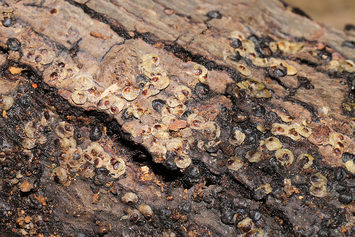 Armored Scale Insects (Family Diaspididae) At a complete loss on what this might be. Flaky, scale-like stuff on rotting, moist logs near a mixed forest edge. Mostly likely on oak or hickory.<br />
<figure class="photo"><a href="https://www.jungledragon.com/image/105993/armored_scale_insects_family_diaspididae.html" title="Armored Scale Insects (Family Diaspididae)"><img src="https://s3.amazonaws.com/media.jungledragon.com/images/3231/105993_thumb.jpg?AWSAccessKeyId=05GMT0V3GWVNE7GGM1R2&Expires=1759968010&Signature=fyXKx9a%2FEflMVkWDt5cK1Ds3ImI%3D" width="200" height="134" alt="Armored Scale Insects (Family Diaspididae) At a complete loss on what this might be. Flaky, scale-like stuff on rotting, moist logs near a mixed forest edge. Mostly likely on oak or hickory. <br />
https://www.jungledragon.com/image/105994/unknown_insect_scale.html<br />
https://www.jungledragon.com/image/105995/unknown_insect_scale.html Fall,Geotagged,United States" /></a></figure><br />
<figure class="photo"><a href="https://www.jungledragon.com/image/105994/armored_scale_insects_family_diaspididae.html" title="Armored Scale Insects (Family Diaspididae)"><img src="https://s3.amazonaws.com/media.jungledragon.com/images/3231/105994_thumb.jpg?AWSAccessKeyId=05GMT0V3GWVNE7GGM1R2&Expires=1759968010&Signature=XyQ5HtEBQms%2BcPRjlbNOEcMo6Wk%3D" width="200" height="134" alt="Armored Scale Insects (Family Diaspididae) At a complete loss on what this might be. Flaky, scale-like stuff on rotting, moist logs near a mixed forest edge. Mostly likely on oak or hickory. <br />
https://www.jungledragon.com/image/105993/unknown_insect_scale.html<br />
https://www.jungledragon.com/image/105995/unknown_insect_scale.html Fall,Geotagged,United States" /></a></figure> Fall,Geotagged,United States