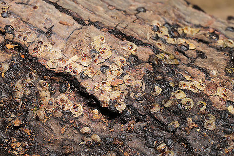 Armored Scale Insects (Family Diaspididae) At a complete loss on what this might be. Flaky, scale-like stuff on rotting, moist logs near a mixed forest edge. Mostly likely on oak or hickory.
https://www.jungledragon.com/image/105993/unknown_insect_scale.html
https://www.jungledragon.com/image/105994/unknown_insect_scale.html Fall,Geotagged,United States