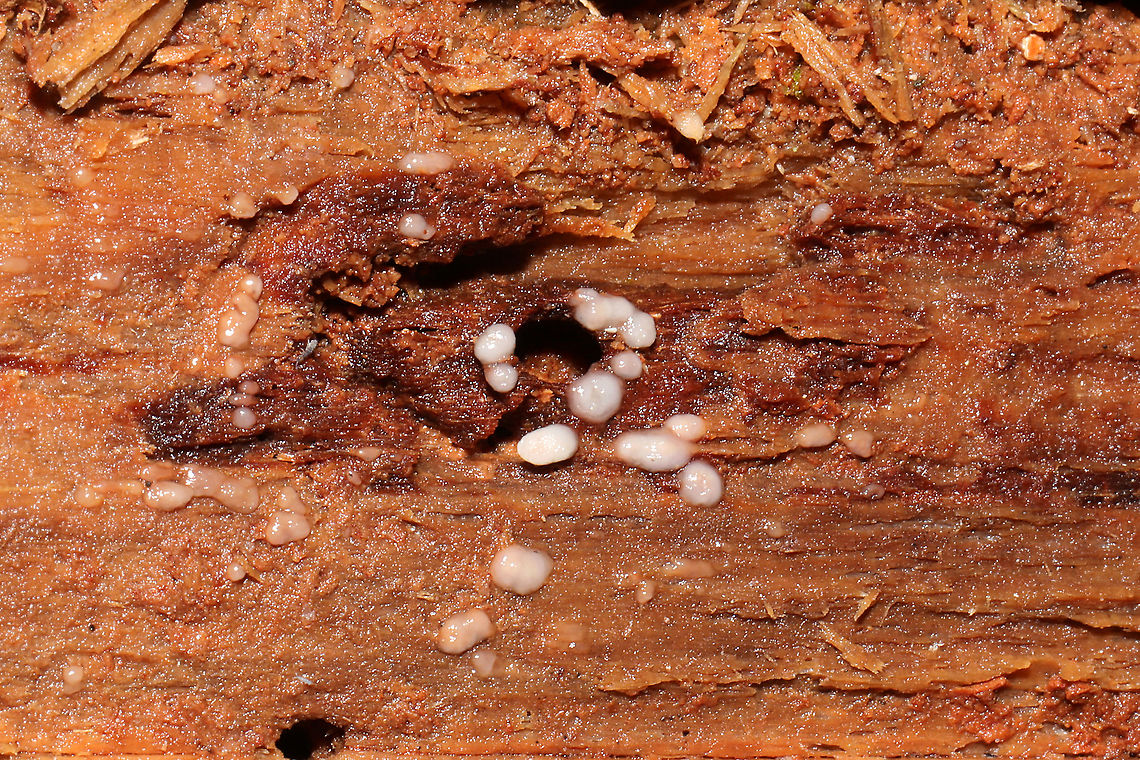 Helicogloea compressa On highly rotted wood in a mixed forest understory, below mostly pine.<br />
<figure class="photo"><a href="https://www.jungledragon.com/image/106102/helicogloea_compressa.html" title="Helicogloea compressa"><img src="https://s3.amazonaws.com/media.jungledragon.com/images/3231/106102_thumb.jpg?AWSAccessKeyId=05GMT0V3GWVNE7GGM1R2&Expires=1759968010&Signature=up9CZkBbN7q7lCpW3zAIXOB%2BEi0%3D" width="200" height="134" alt="Helicogloea compressa On highly rotted wood in a mixed forest understory, below mostly pine.<br />
https://www.jungledragon.com/image/106101/helicogloea_compressa.html Fall,Geotagged,Helicogloea compressa,United States" /></a></figure> Fall,Geotagged,Helicogloea compressa,United States