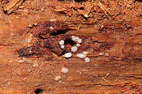 Helicogloea compressa On highly rotted wood in a mixed forest understory, below mostly pine.<br />
https://www.jungledragon.com/image/106102/helicogloea_compressa.html Fall,Geotagged,Helicogloea compressa,United States
