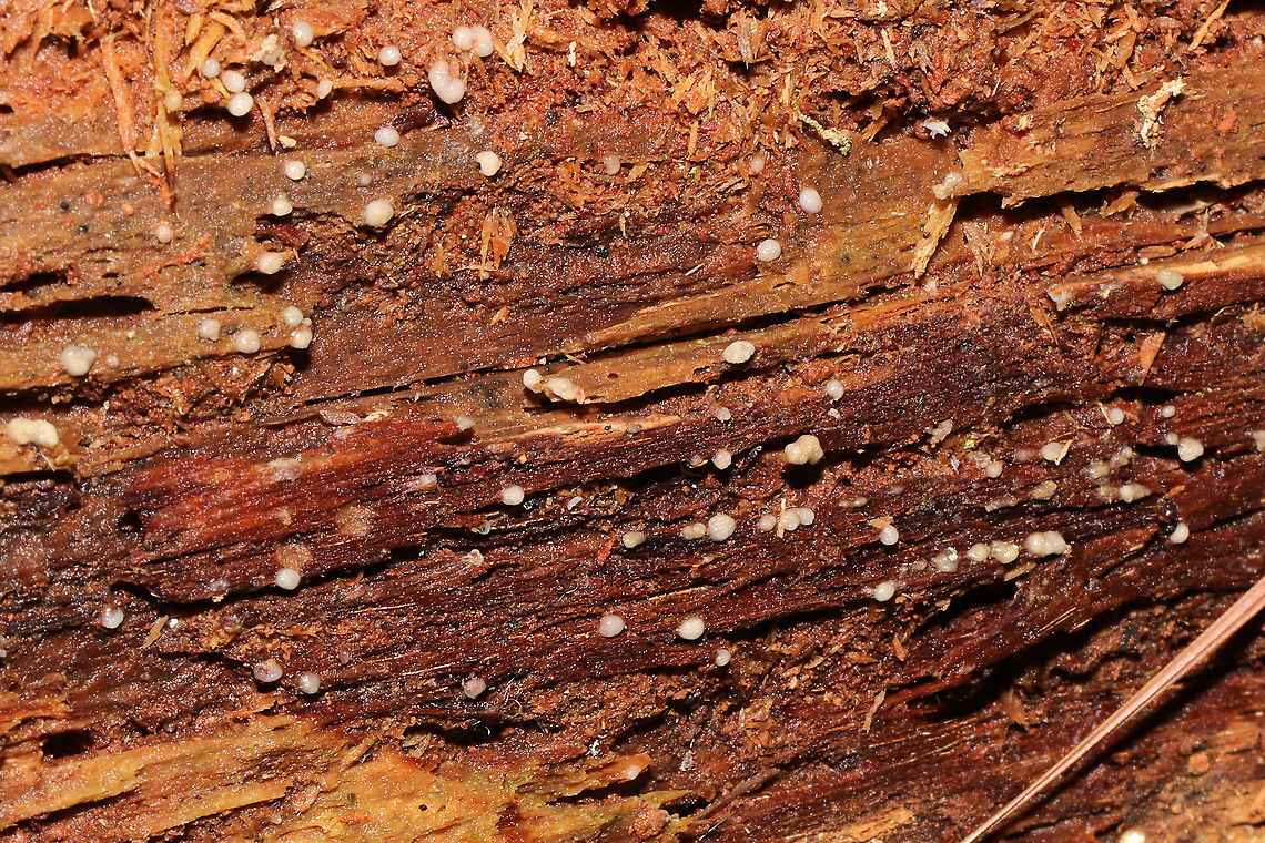 Helicogloea compressa On highly rotted wood in a mixed forest understory, below mostly pine.<br />
<figure class="photo"><a href="https://www.jungledragon.com/image/106101/helicogloea_compressa.html" title="Helicogloea compressa"><img src="https://s3.amazonaws.com/media.jungledragon.com/images/3231/106101_thumb.jpg?AWSAccessKeyId=05GMT0V3GWVNE7GGM1R2&Expires=1759968010&Signature=KZRgShvWjoIQqRJPUgMoq3JxYcA%3D" width="200" height="134" alt="Helicogloea compressa On highly rotted wood in a mixed forest understory, below mostly pine.<br />
https://www.jungledragon.com/image/106102/helicogloea_compressa.html Fall,Geotagged,Helicogloea compressa,United States" /></a></figure> Fall,Geotagged,Helicogloea compressa,United States