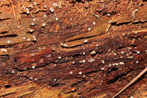 Helicogloea compressa On highly rotted wood in a mixed forest understory, below mostly pine.
https://www.jungledragon.com/image/106101/helicogloea_compressa.html Fall,Geotagged,Helicogloea compressa,United States