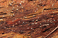Helicogloea compressa On highly rotted wood in a mixed forest understory, below mostly pine.<br />
https://www.jungledragon.com/image/106101/helicogloea_compressa.html Fall,Geotagged,Helicogloea compressa,United States