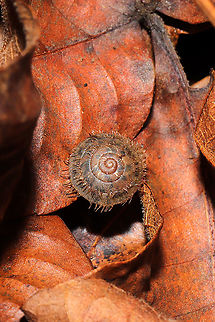 Fringed Slitmouth (Stenotrema barbigerum) Under a fungus-filled log in a moist, dense mixed forest understory.

Small, brown, terrestrial snail with long, coppery hairs on its shell surface. Many scientists hypothesize that these hairs are an adaptation for movement through wet habitats. NatureServe lists Stenotrema barbigerum as G3/G4 (Globally Vulnerable). On a national level (in the US), S. barbigerum is listed as N3N4 (Vulnerable). 
https://www.jungledragon.com/image/106105/fringed_slitmouth_stenotrema_barbigerum.html Fall,Fringed Slitmouth,Geotagged,Stenotrema barbigerum,United States