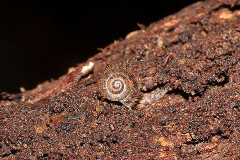 Fringed Slitmouth (Stenotrema barbigerum) Juvenile This one was TINY! Under a fungus-filled log in a moist, dense mixed forest understory. Fall,Fringed Slitmouth,Geotagged,Stenotrema barbigerum,United States