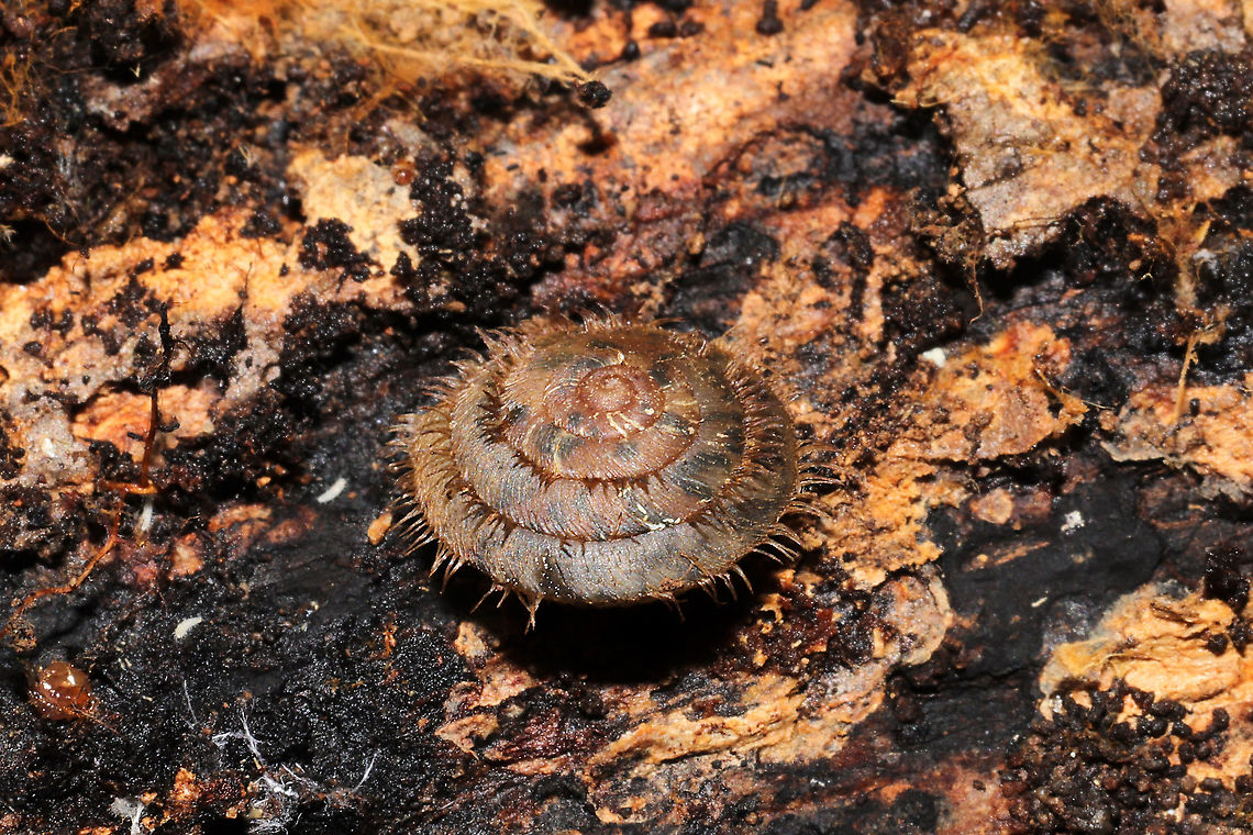 Fringed Slitmouth (Stenotrema barbigerum) Under a fungus-filled log in a moist, dense mixed forest understory. I think there is an arthropod photobomber here too :P<br />
<br />
Small, brown, terrestrial snail with long, coppery hairs on its shell surface. Many scientists hypothesize that these hairs are an adaptation for movement through wet habitats. NatureServe lists Stenotrema barbigerum as G3/G4 (Globally Vulnerable). On a national level (in the US), S. barbigerum is listed as N3N4 (Vulnerable). <br />
<figure class="photo"><a href="https://www.jungledragon.com/image/106103/fringed_slitmouth_stenotrema_barbigerum.html" title="Fringed Slitmouth (Stenotrema barbigerum)"><img src="https://s3.amazonaws.com/media.jungledragon.com/images/3231/106103_thumb.jpg?AWSAccessKeyId=05GMT0V3GWVNE7GGM1R2&Expires=1759968010&Signature=g3rQiFRqFpAUROh6aWmt%2BH%2FtWsc%3D" width="102" height="152" alt="Fringed Slitmouth (Stenotrema barbigerum) Under a fungus-filled log in a moist, dense mixed forest understory.<br />
<br />
Small, brown, terrestrial snail with long, coppery hairs on its shell surface. Many scientists hypothesize that these hairs are an adaptation for movement through wet habitats. NatureServe lists Stenotrema barbigerum as G3/G4 (Globally Vulnerable). On a national level (in the US), S. barbigerum is listed as N3N4 (Vulnerable). <br />
https://www.jungledragon.com/image/106105/fringed_slitmouth_stenotrema_barbigerum.html Fall,Fringed Slitmouth,Geotagged,Stenotrema barbigerum,United States" /></a></figure> Fall,Fringed Slitmouth,Geotagged,Stenotrema barbigerum,United States