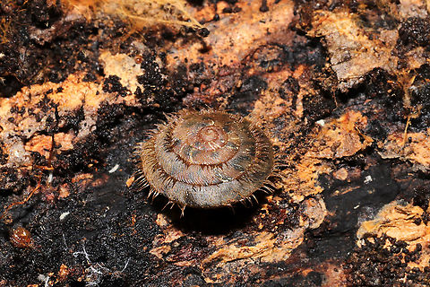 Fringed Slitmouth (Stenotrema barbigerum) Under a fungus-filled log in a moist, dense mixed forest understory. I think there is an arthropod photobomber here too :P

Small, brown, terrestrial snail with long, coppery hairs on its shell surface. Many scientists hypothesize that these hairs are an adaptation for movement through wet habitats. NatureServe lists Stenotrema barbigerum as G3/G4 (Globally Vulnerable). On a national level (in the US), S. barbigerum is listed as N3N4 (Vulnerable). 
https://www.jungledragon.com/image/106103/fringed_slitmouth_stenotrema_barbigerum.html Fall,Fringed Slitmouth,Geotagged,Stenotrema barbigerum,United States