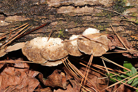 Lumpy Bracket (Trametes gibbosa) On downed hardwood at a mixed forest edge.
https://www.jungledragon.com/image/106107/lumpy_bracket_trametes_gibbosa.html Fall,Geotagged,Lumpy bracket,Trametes gibbosa,United States