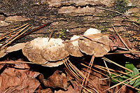 Lumpy Bracket (Trametes gibbosa) On downed hardwood at a mixed forest edge.<br />
https://www.jungledragon.com/image/106107/lumpy_bracket_trametes_gibbosa.html Fall,Geotagged,Lumpy bracket,Trametes gibbosa,United States