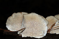 Lumpy Bracket (Trametes gibbosa) On downed hardwood at a mixed forest edge.<br />
https://www.jungledragon.com/image/106106/lumpy_bracket_trametes_gibbosa.html Fall,Geotagged,Lumpy bracket,Trametes gibbosa,United States