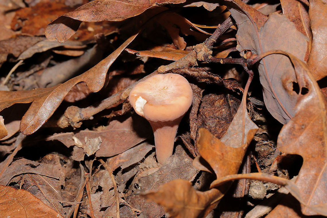 Truncated Club (Clavariadelphus truncatus) Growing in deep, moist leaf litter at the base of a forested ridge. Near a seasonal stream.<br />
 Clavariadelphus truncatus,Club Coral,Fall,Geotagged,United States