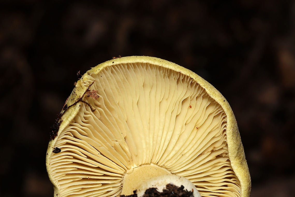 Tricholoma palustre Growing in leaf litter below mostly hickory and oak trees. Cucumbery smell.<br />
<figure class="photo"><a href="https://www.jungledragon.com/image/106137/tricholoma_palustre.html" title="Tricholoma palustre"><img src="https://s3.amazonaws.com/media.jungledragon.com/images/3231/106137_thumb.jpg?AWSAccessKeyId=05GMT0V3GWVNE7GGM1R2&Expires=1763596810&Signature=VVBw%2FTkzCpkPEBPCGoMsYVjrpwg%3D" width="200" height="200" alt="Tricholoma palustre  Growing in leaf litter below mostly hickory and oak trees. Cucumbery smell. <br />
https://www.jungledragon.com/image/106136/yellow_knight_tricholoma_equestre.html<br />
https://www.jungledragon.com/image/106135/yellow_knight_tricholoma_equestre.html Fall,Geotagged,Tricholoma equestre,Tricholoma palustre,United States,Yellow knight" /></a></figure><br />
<figure class="photo"><a href="https://www.jungledragon.com/image/106136/tricholoma_palustre.html" title="Tricholoma palustre"><img src="https://s3.amazonaws.com/media.jungledragon.com/images/3231/106136_thumb.jpg?AWSAccessKeyId=05GMT0V3GWVNE7GGM1R2&Expires=1763596810&Signature=4i4PSZ2QvHMvnYnklFl18poEkuQ%3D" width="200" height="134" alt="Tricholoma palustre Tentative ID. Growing in leaf litter below mostly hickory and oak trees. Cucumbery smell.<br />
https://www.jungledragon.com/image/106137/yellow_knight_tricholoma_equestre.html<br />
https://www.jungledragon.com/image/106135/yellow_knight_tricholoma_equestre.html Fall,Geotagged,Tricholoma equestre,Tricholoma palustre,United States,Yellow knight" /></a></figure><br />
 Fall,Geotagged,Tricholoma equestre,Tricholoma palustre,United States,Yellow knight