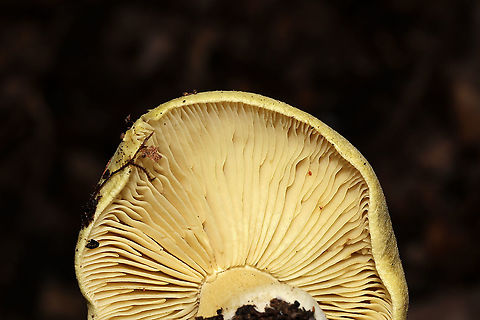 Tricholoma palustre Growing in leaf litter below mostly hickory and oak trees. Cucumbery smell.
https://www.jungledragon.com/image/106137/yellow_knight_tricholoma_equestre.html
https://www.jungledragon.com/image/106136/yellow_knight_tricholoma_equestre.html
 Fall,Geotagged,Tricholoma equestre,Tricholoma palustre,United States,Yellow knight