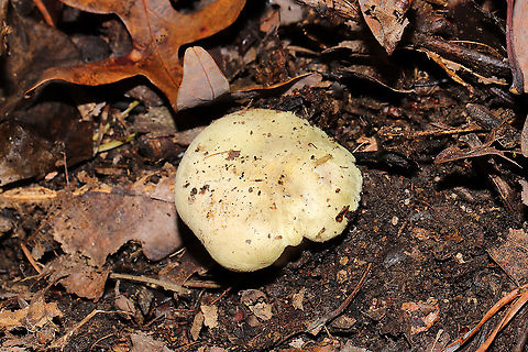 Tricholoma palustre Tentative ID. Growing in leaf litter below mostly hickory and oak trees. Cucumbery smell.
https://www.jungledragon.com/image/106137/yellow_knight_tricholoma_equestre.html
https://www.jungledragon.com/image/106135/yellow_knight_tricholoma_equestre.html Fall,Geotagged,Tricholoma equestre,Tricholoma palustre,United States,Yellow knight