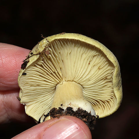 Tricholoma palustre  Growing in leaf litter below mostly hickory and oak trees. Cucumbery smell. 
https://www.jungledragon.com/image/106136/yellow_knight_tricholoma_equestre.html
https://www.jungledragon.com/image/106135/yellow_knight_tricholoma_equestre.html Fall,Geotagged,Tricholoma equestre,Tricholoma palustre,United States,Yellow knight